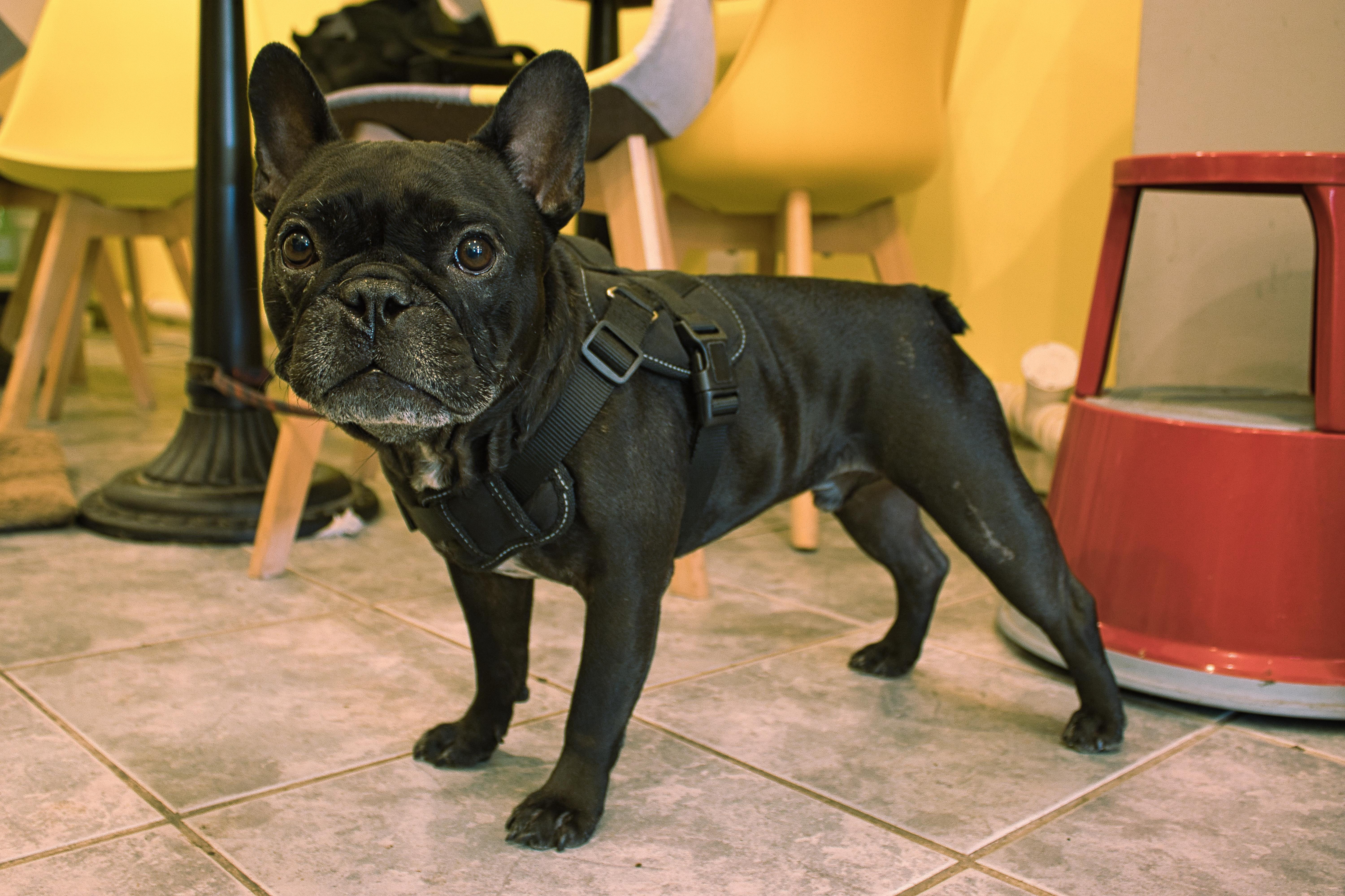 A picture of the dog Apollo.