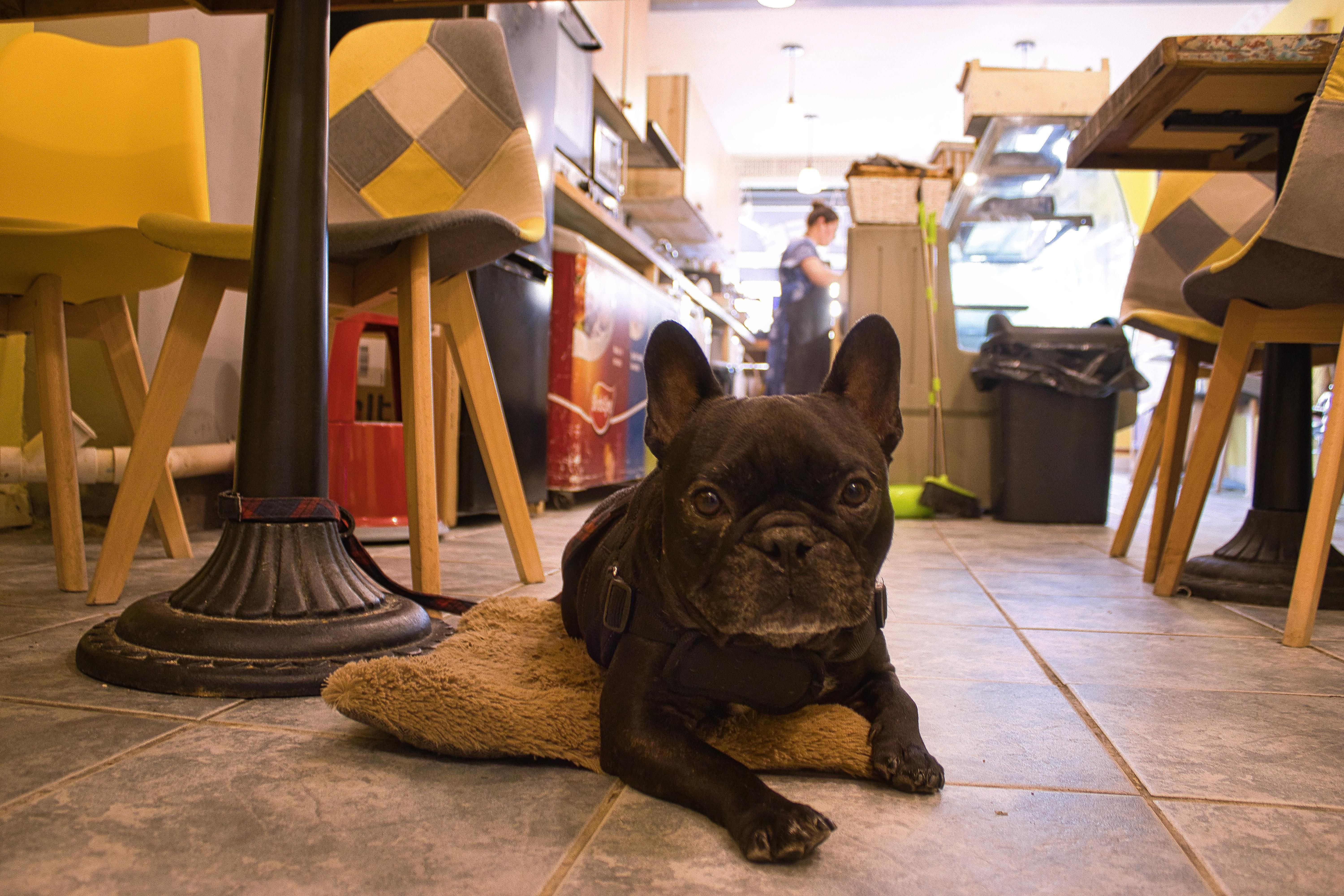 A black French Bulldog lying in the café.